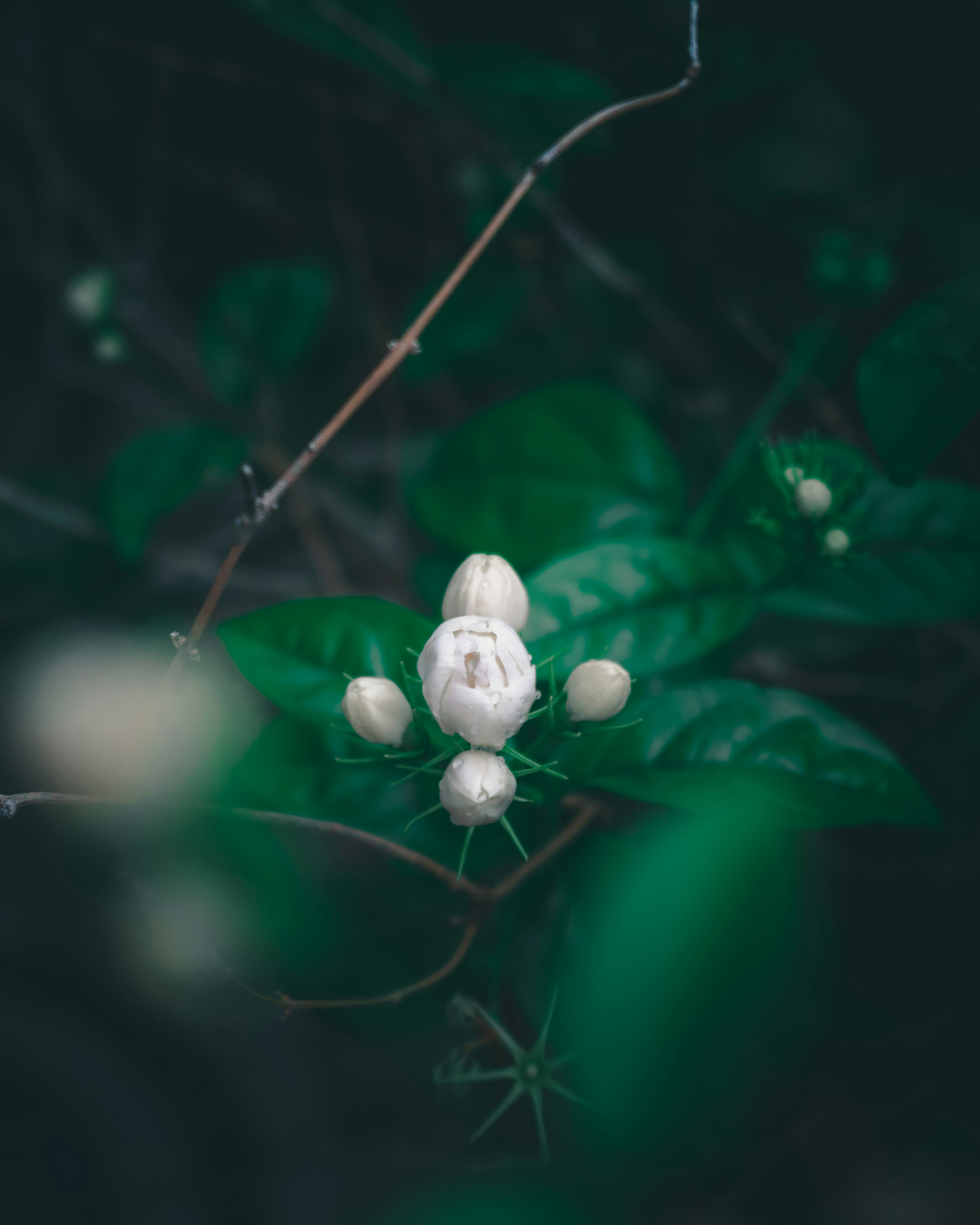 Photo by shadoworks