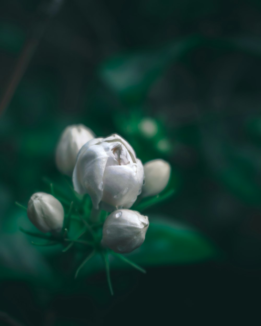 about to bloom white petaled flowers