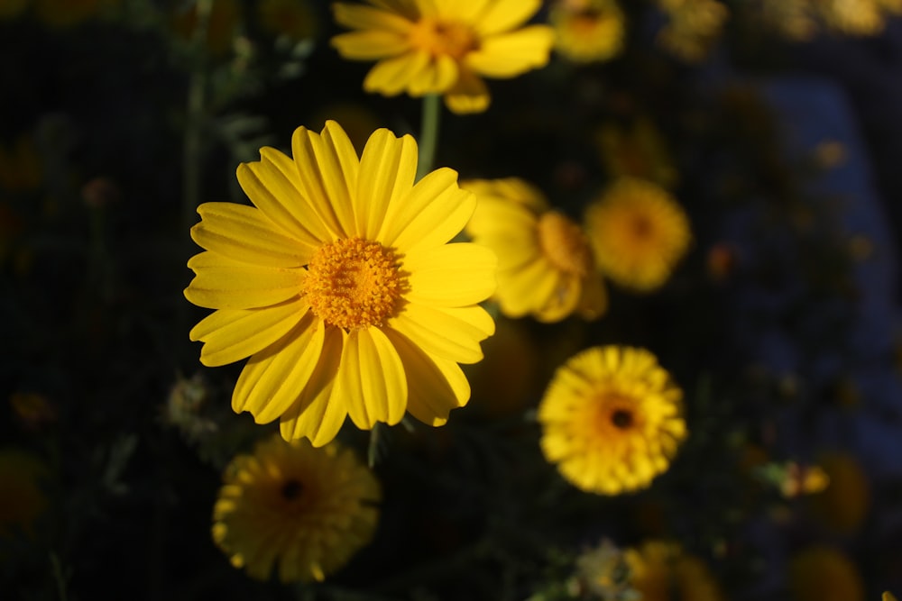 yellow daisies