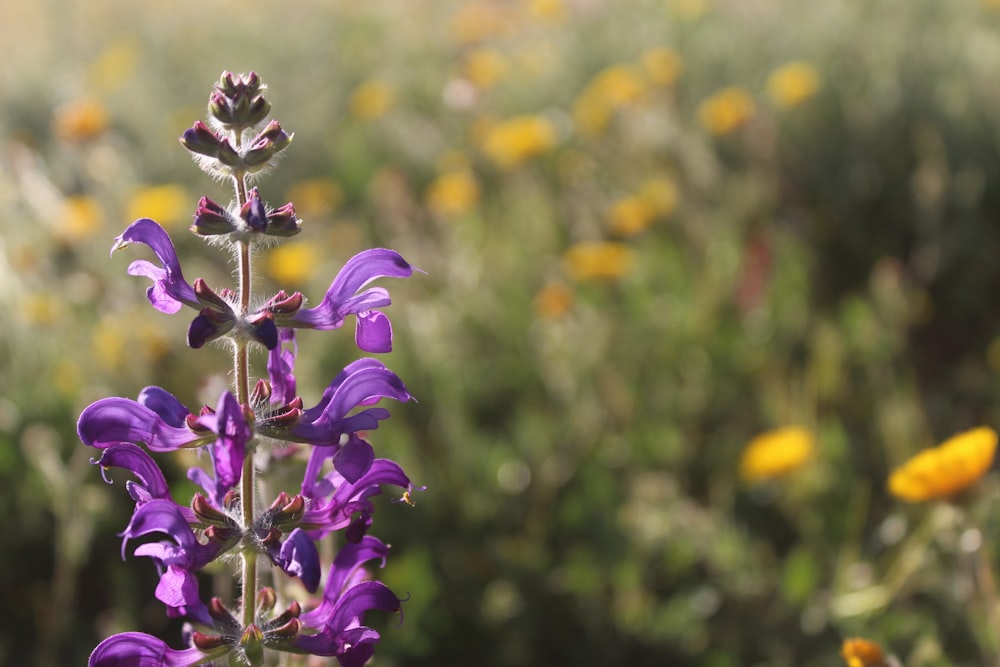 purple and yellow flowers blooming at the field