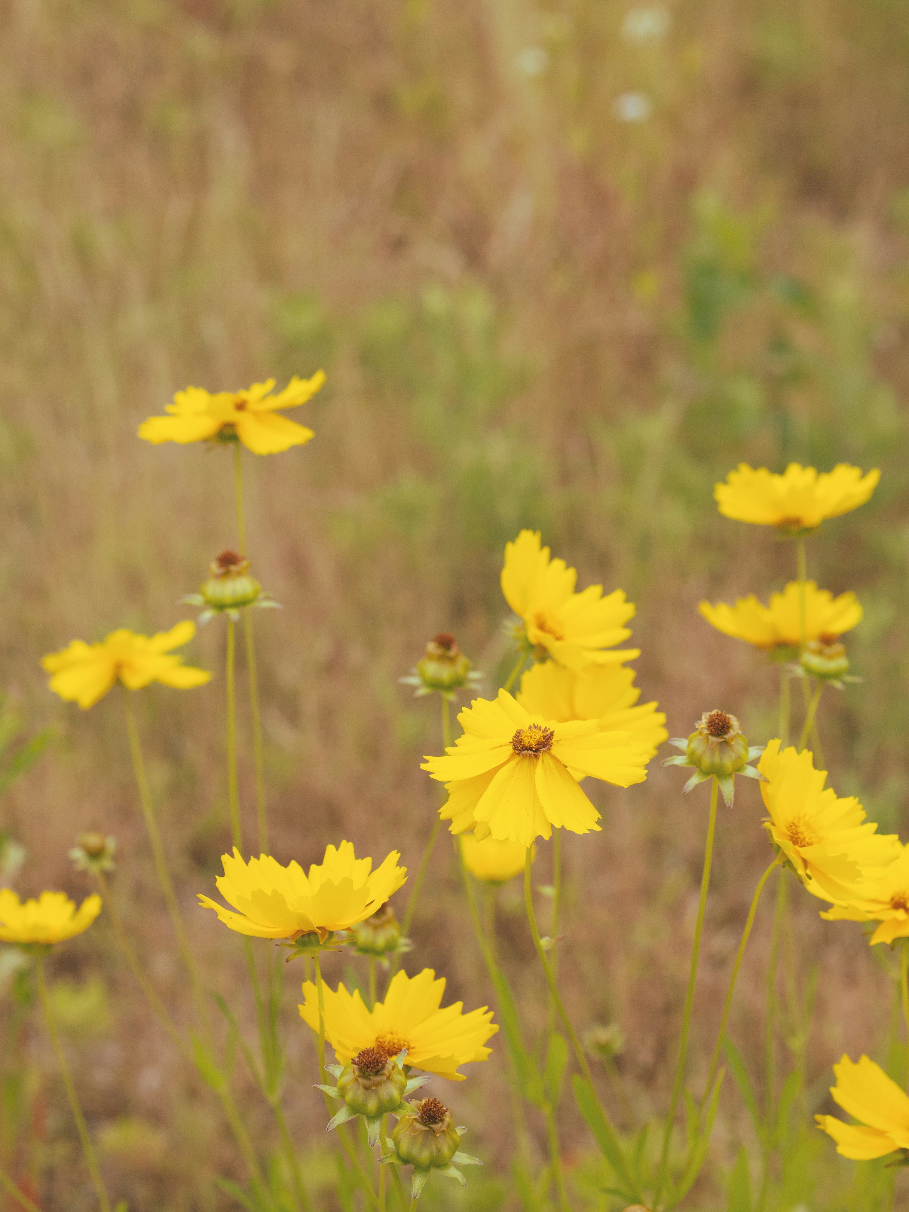 黄色いコスモスの写真 Unsplashで見つける花の無料写真