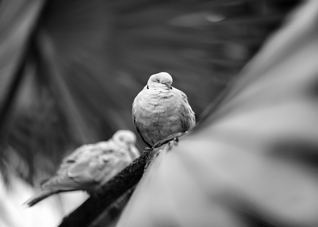 grayscale photo of two birds