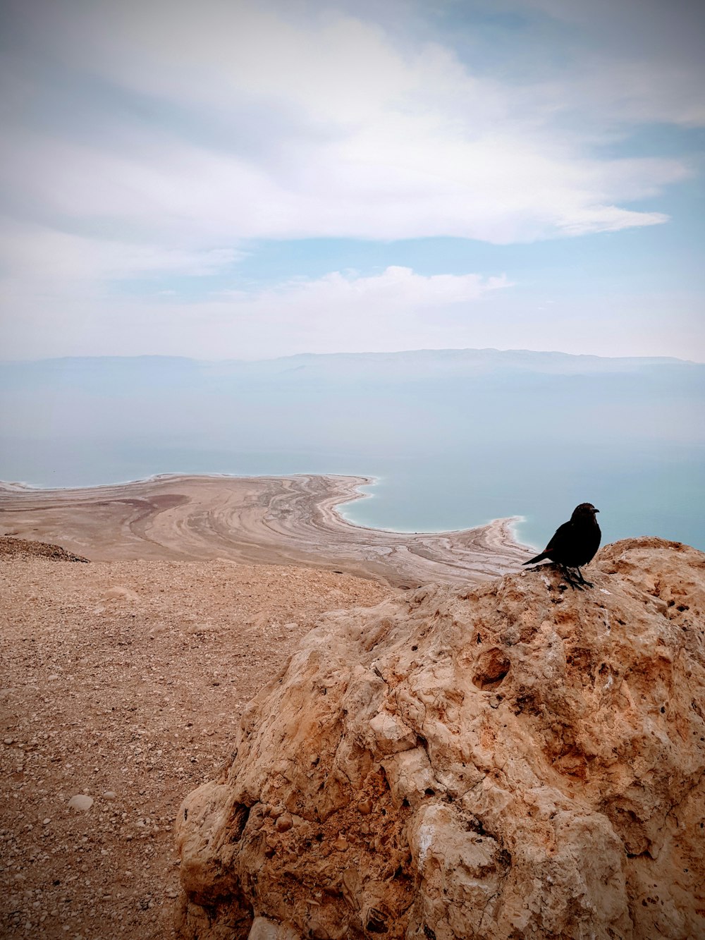black crow on a rock overlooking the sea