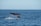 A close-up of a whale tail diving into the ocean.