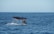 A close-up of a whale tail diving into the deep blue sea.