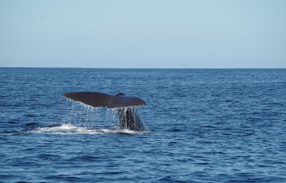 black whale tail