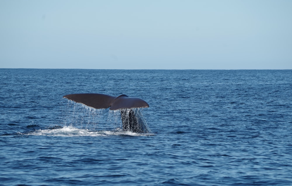Black Whale Tail in New Zealand Ocean