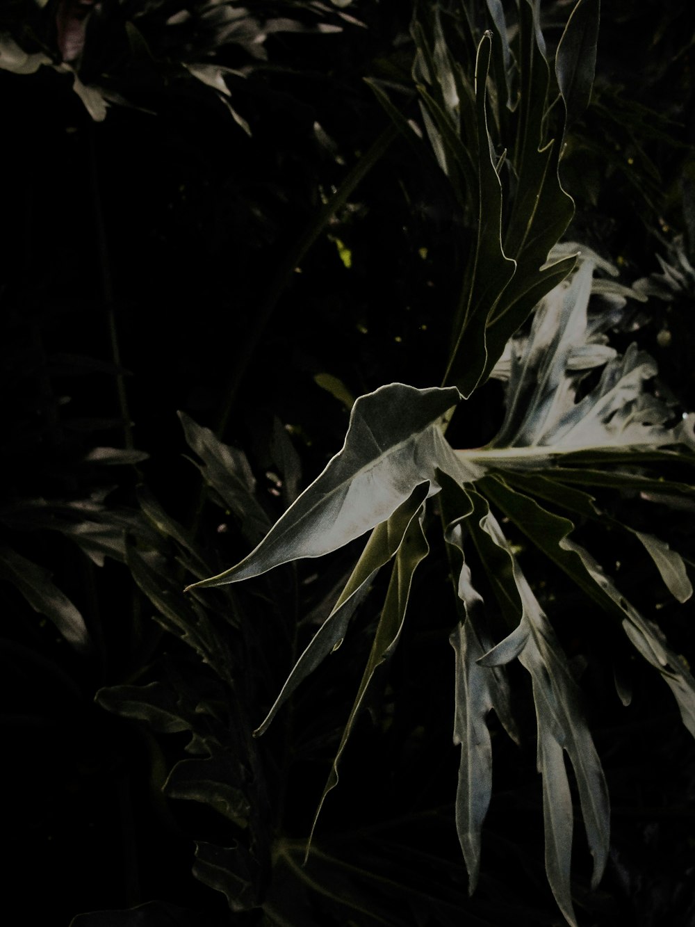 green-leafed plant