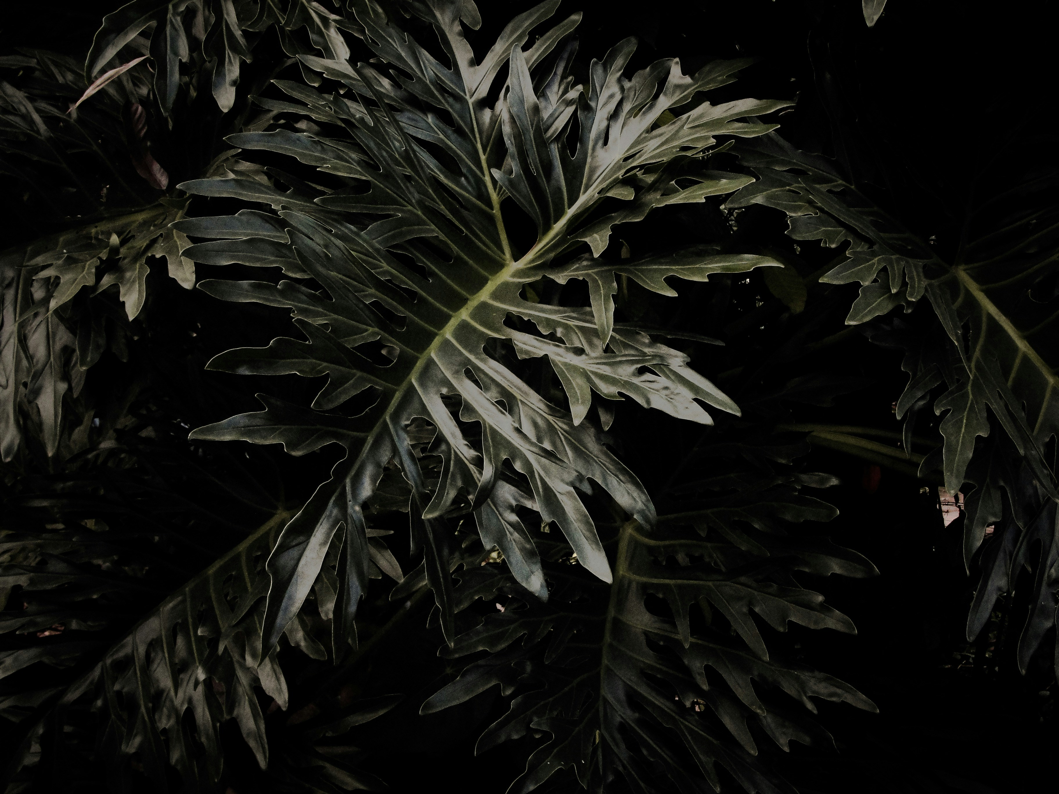 Photo by desconstancio