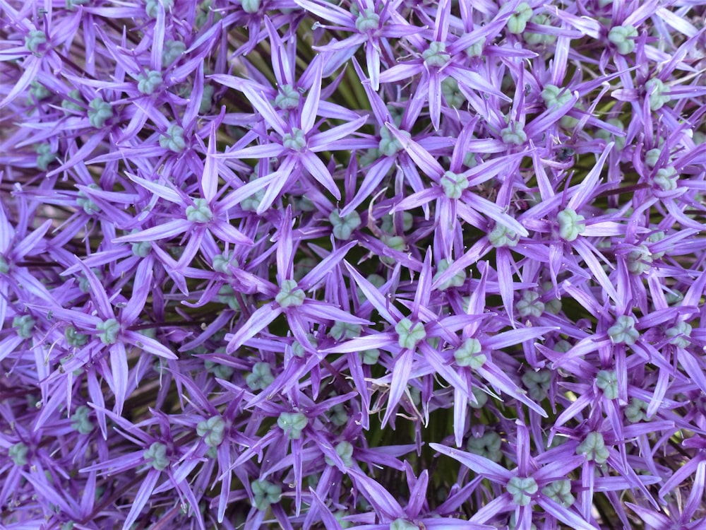 purple petaled flower lot close-up photography
