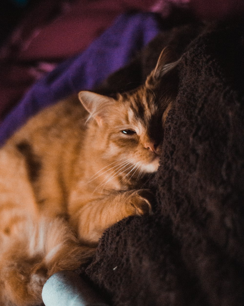 orange short-fur cat on black textile