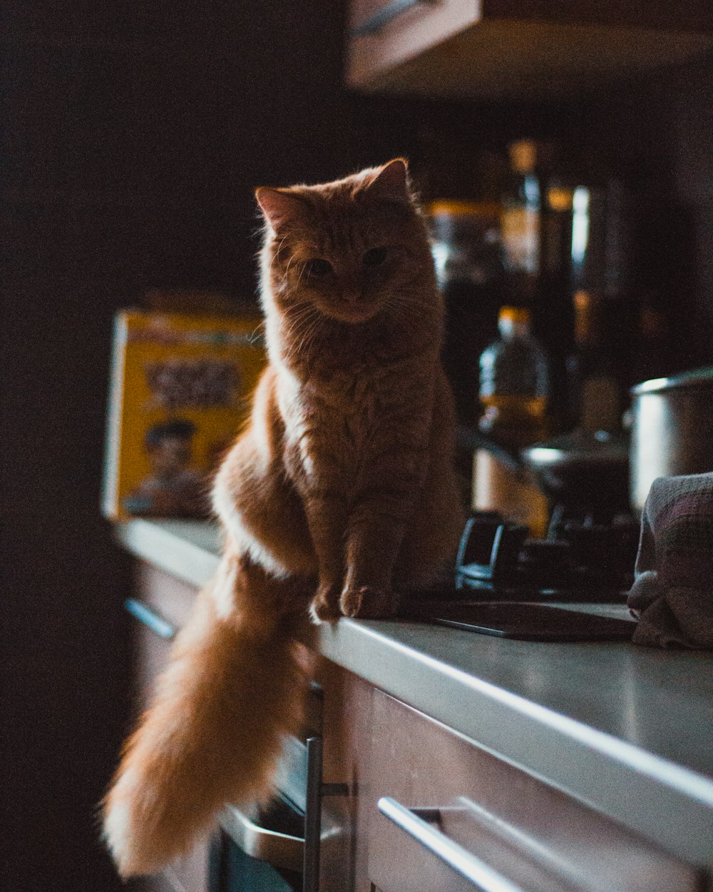 orange long-coated cat in a grey surface close-up photography