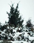 A serene winter garden with soft snow blanketing evergreen shrubs under a pale morning sky.