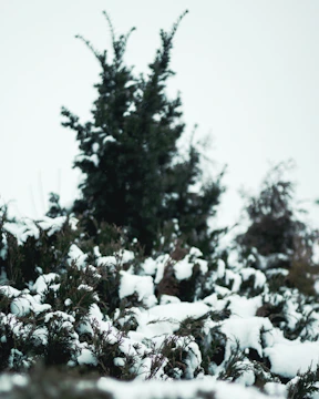A serene winter garden with soft snow blanketing evergreen shrubs under a pale morning sky.
