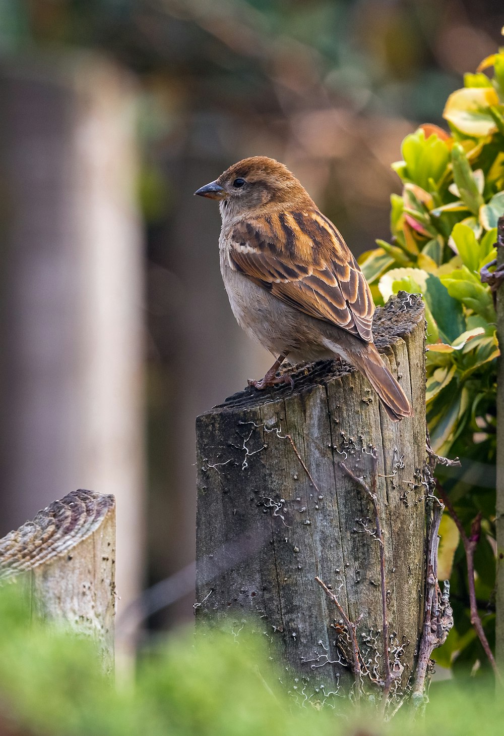 pássaro marrom em uma madeira perto de uma planta durante a fotografia de close-up diurno