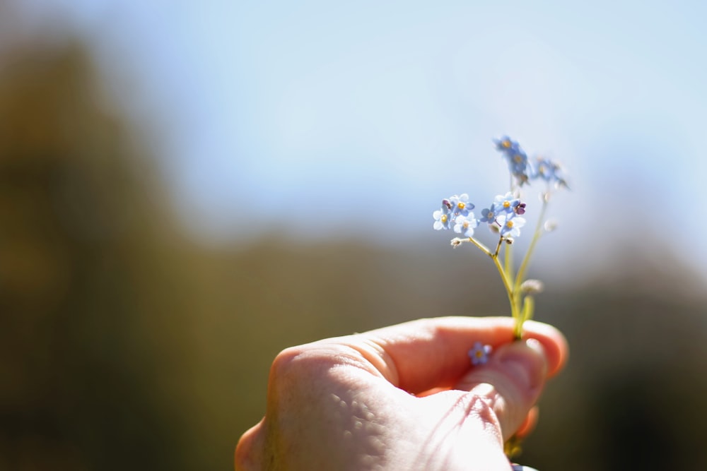 blue and white petaled flower