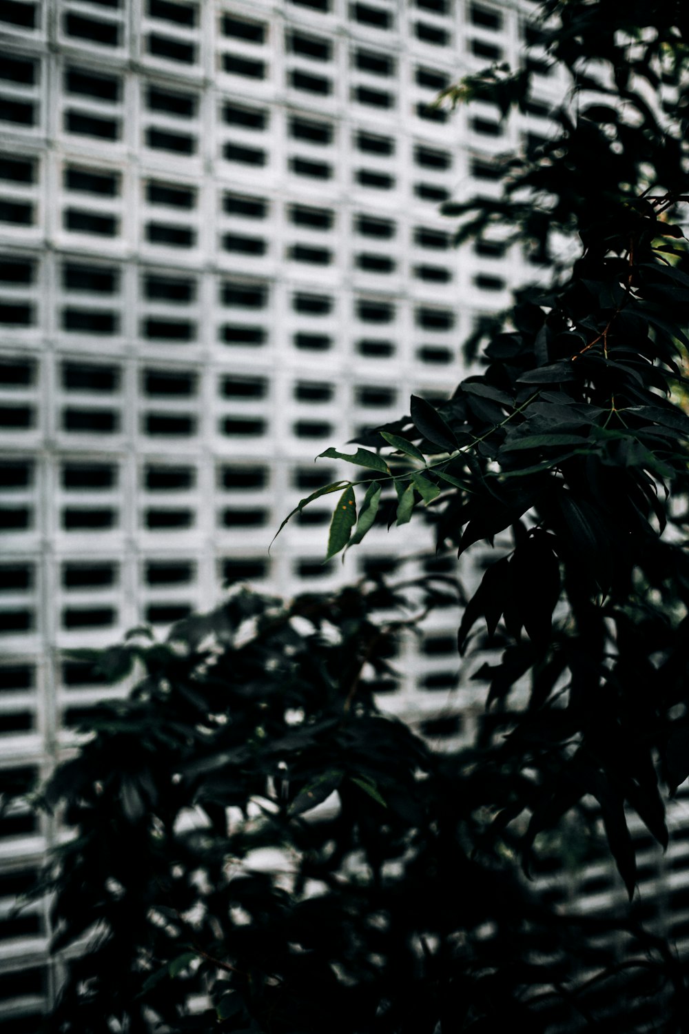 green leafy plant near a white wall close-up photography