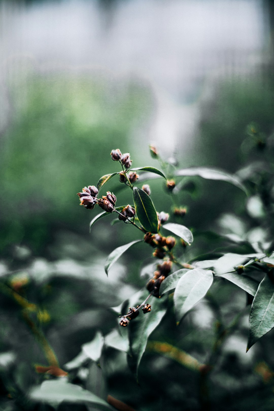 selective focus photography green leafed plant