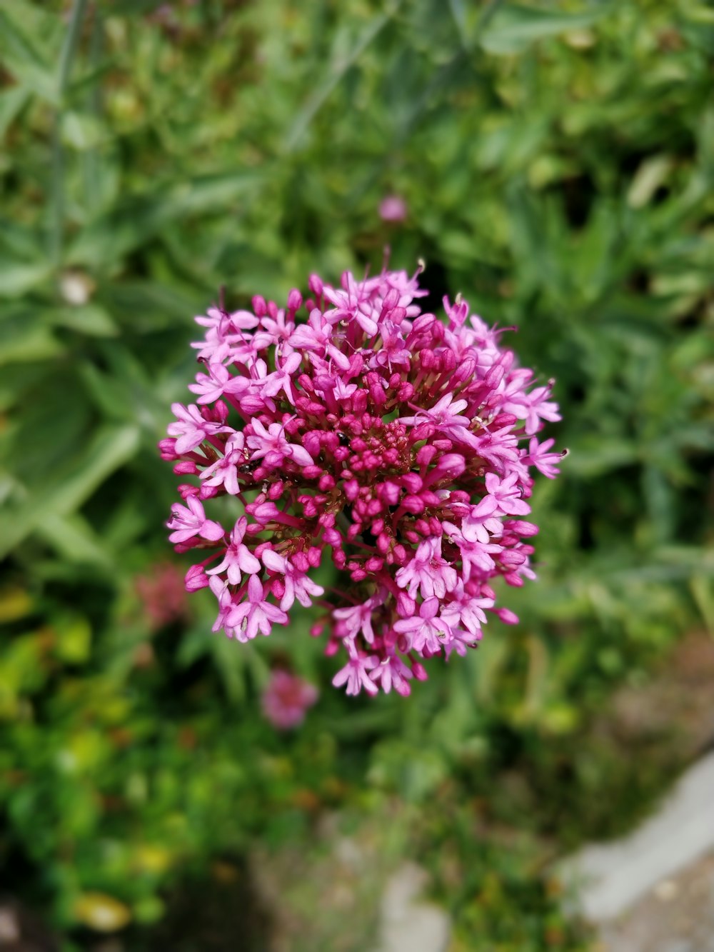 pink-petaled flower