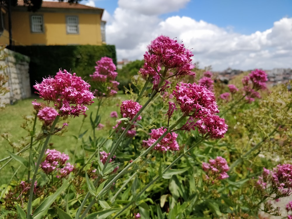 pink flowers in bloom