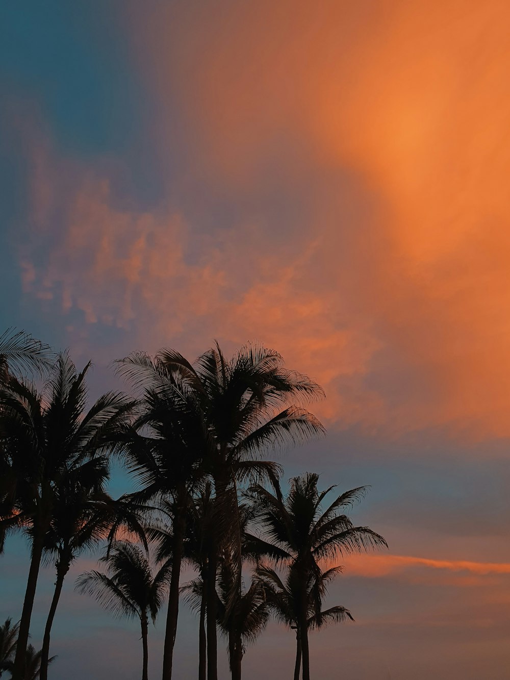 coconut trees during golden hour