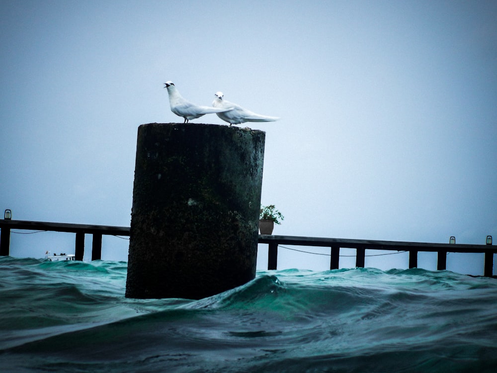 Dos palomas blancas en el poste