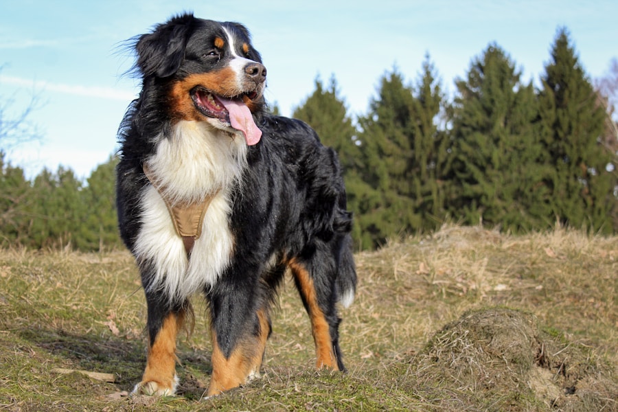 Bernese Mountain Dog Care Guide: A Gentle Giant with a Short Lifespan