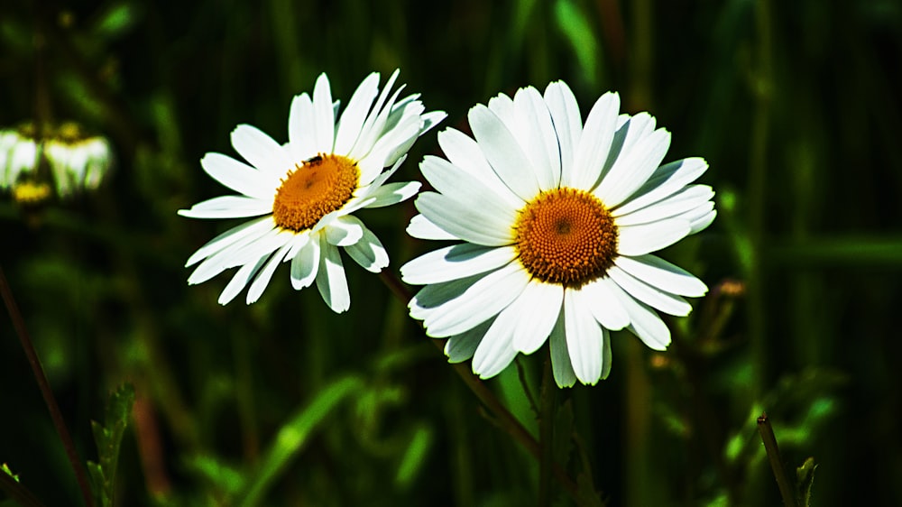 two white daisies close-up photo