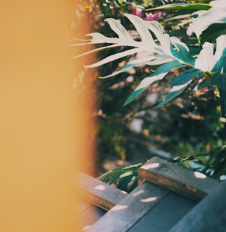 green-leafed plant