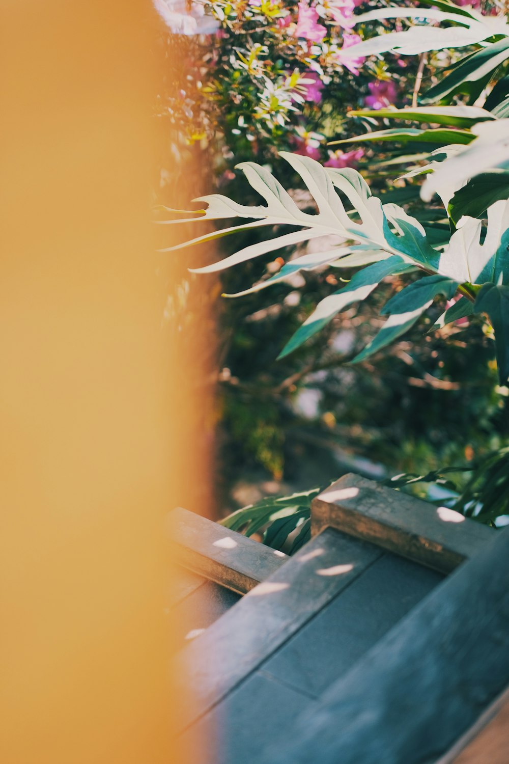 green-leafed plant