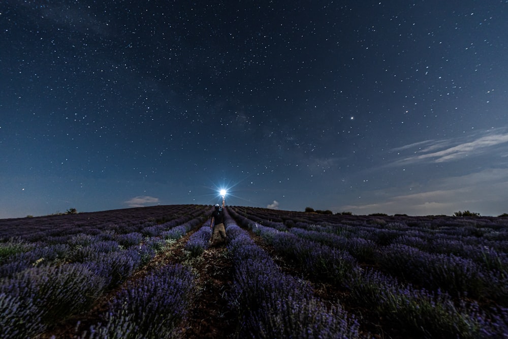 photography of purple petaled flower field during nighttime