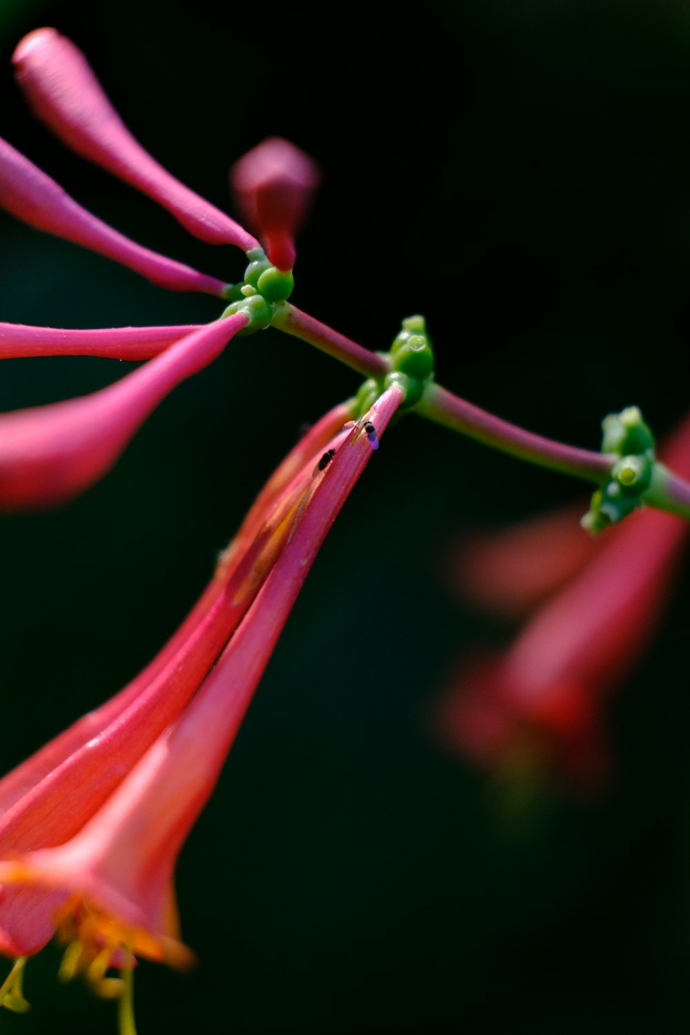 shallow focus photography of pink and red flower