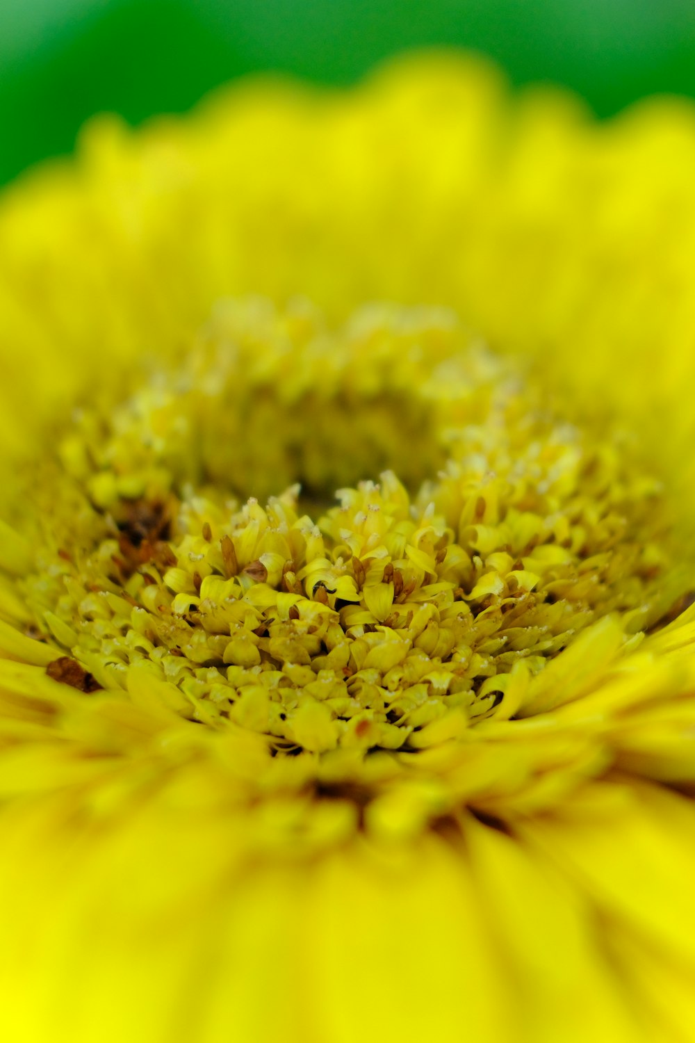 close-up photography of yellow flower