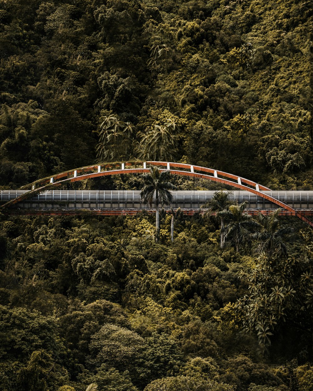 orange and gray bridge over trees