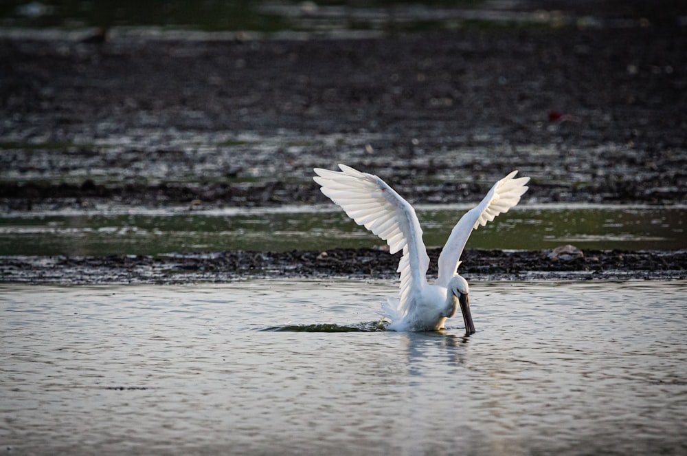 white pelican on water