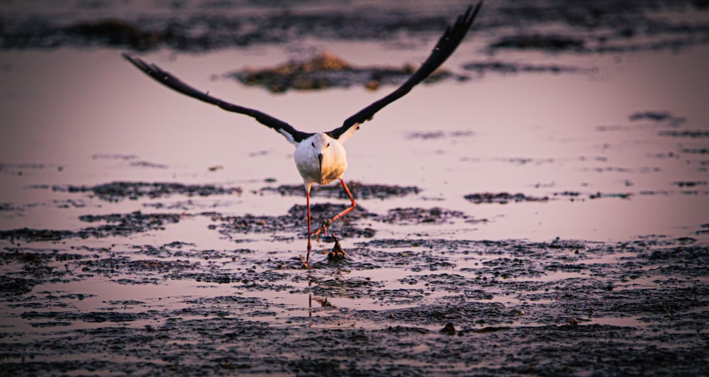 white and black bird