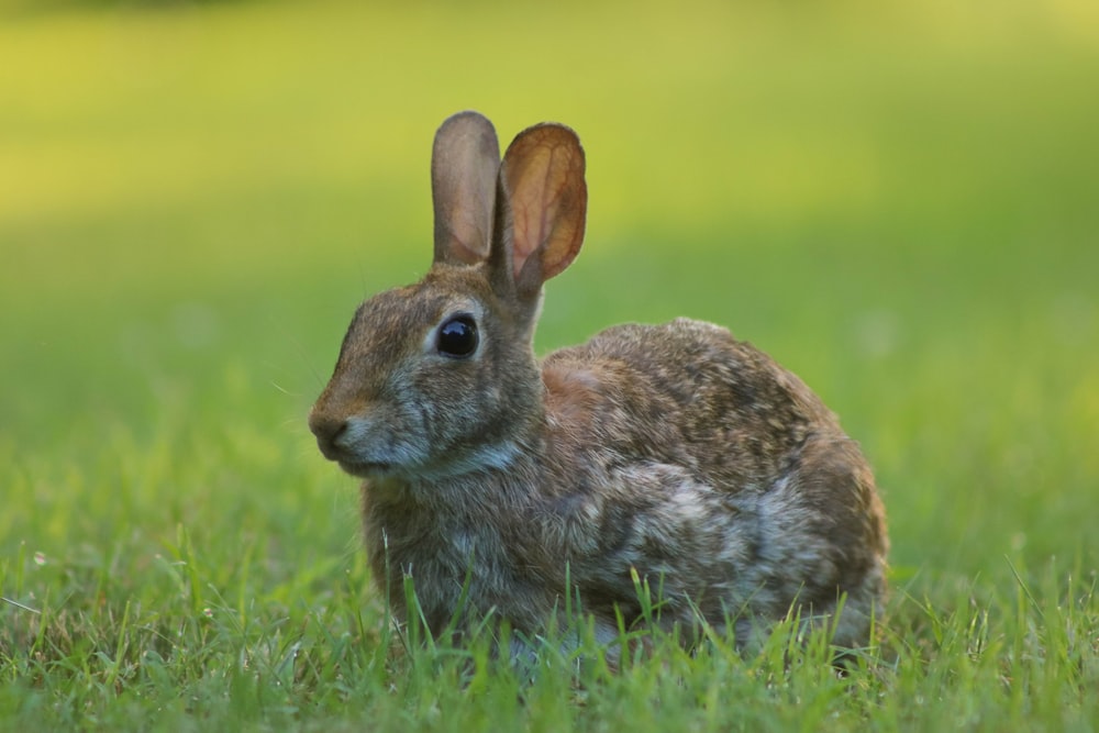 brown rabbit on green grass during daytime