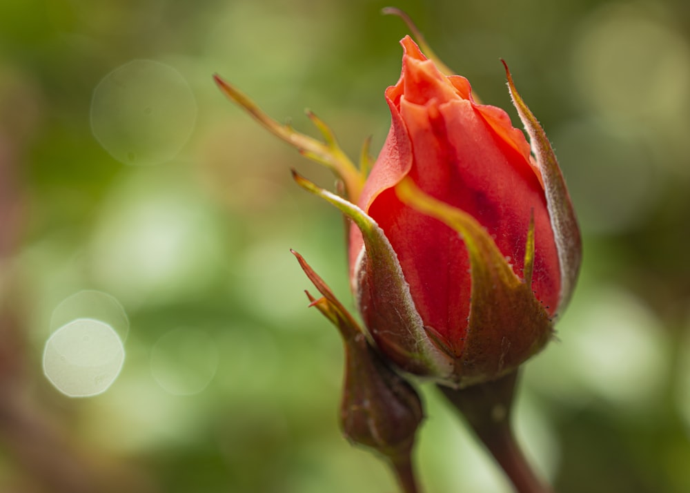 fleur à pétales rouges