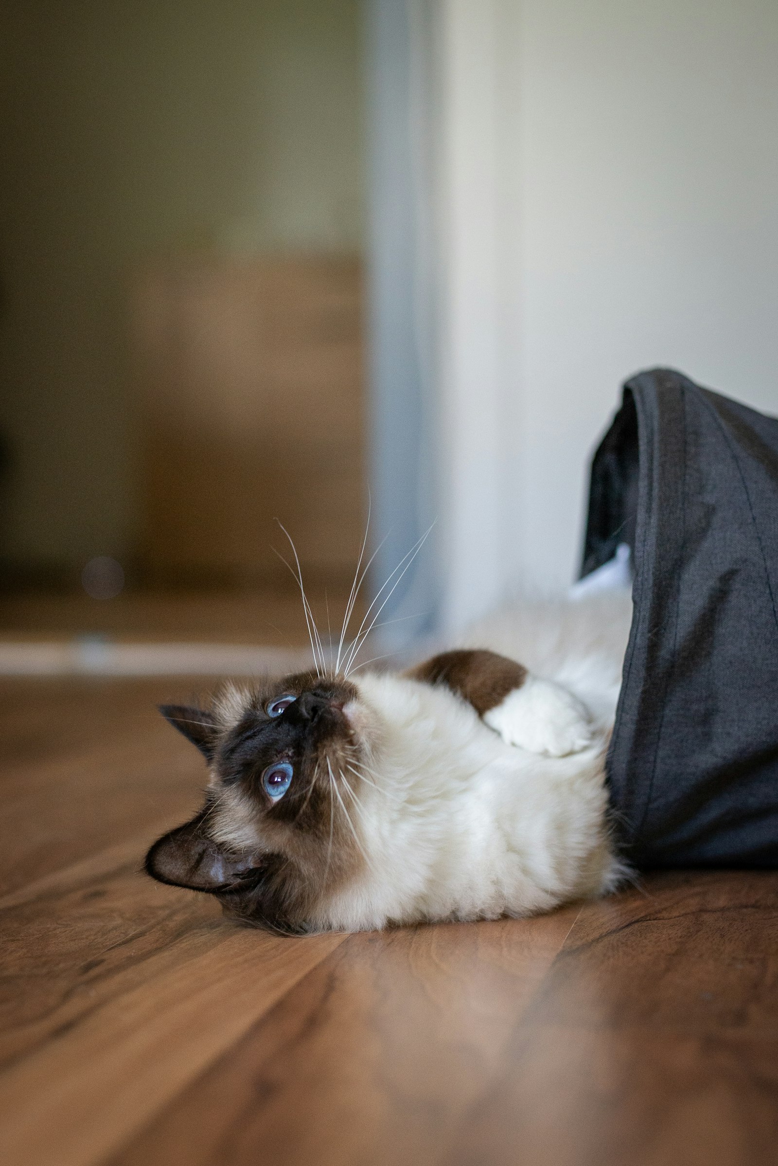 Nikon D610 + Sigma 50mm F1.4 DG HSM Art sample photo. Himalayan cat in pouch photography