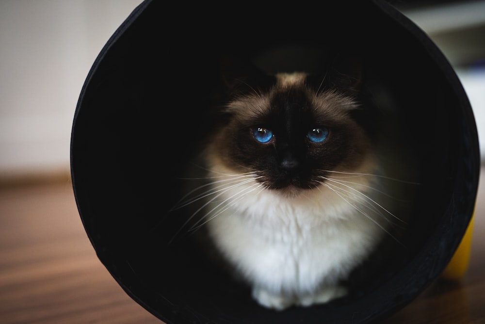 Gato del Himalaya en taza