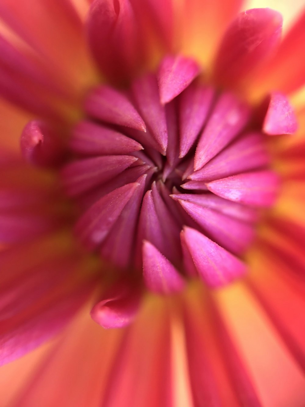 pink and orange petaled flower