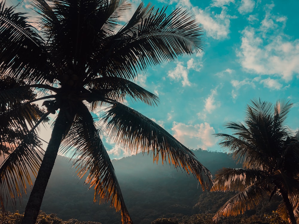 silhouette photo of coconut trees