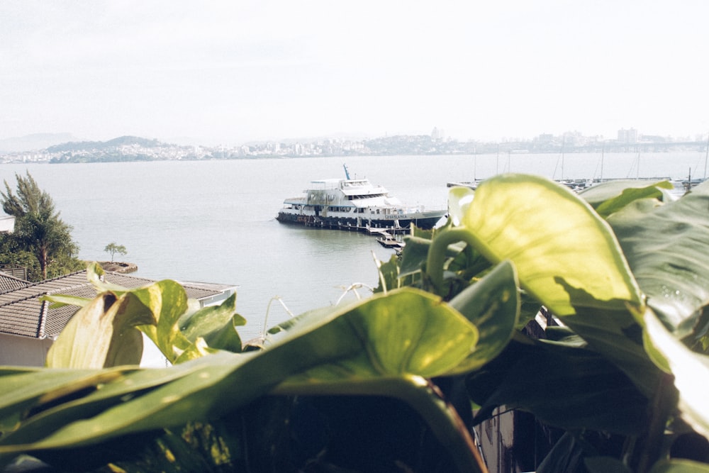 green-leafed plant near body of water and boat