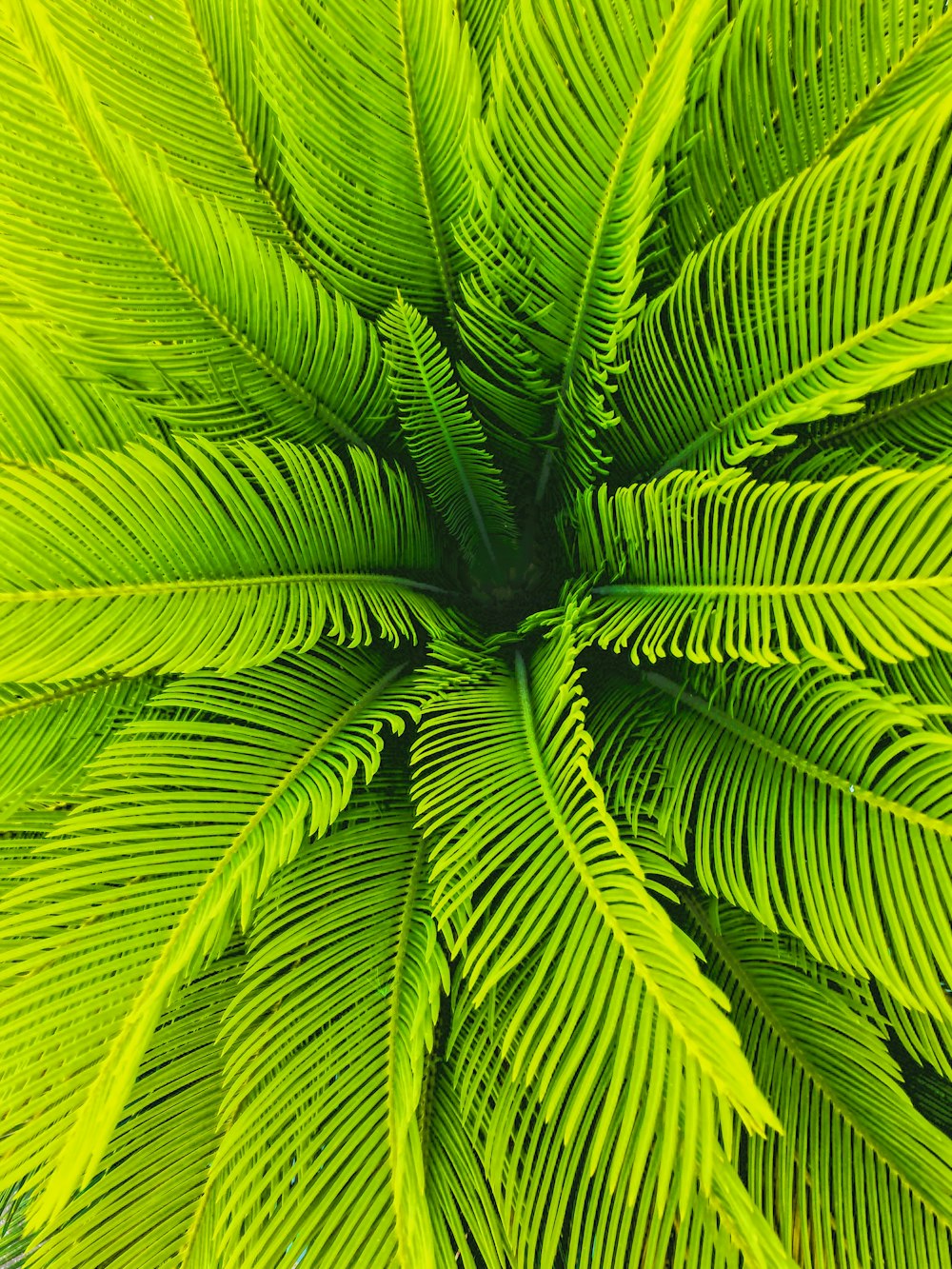 planta de palmeira de sagu verde