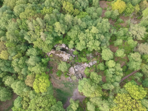 Aerial view of a densely forested area with a mix of green trees. In the center, there are visible clusters of rocks surrounded by foliage. The landscape shows a variety of green shades, indicating a lush and thriving ecosystem.