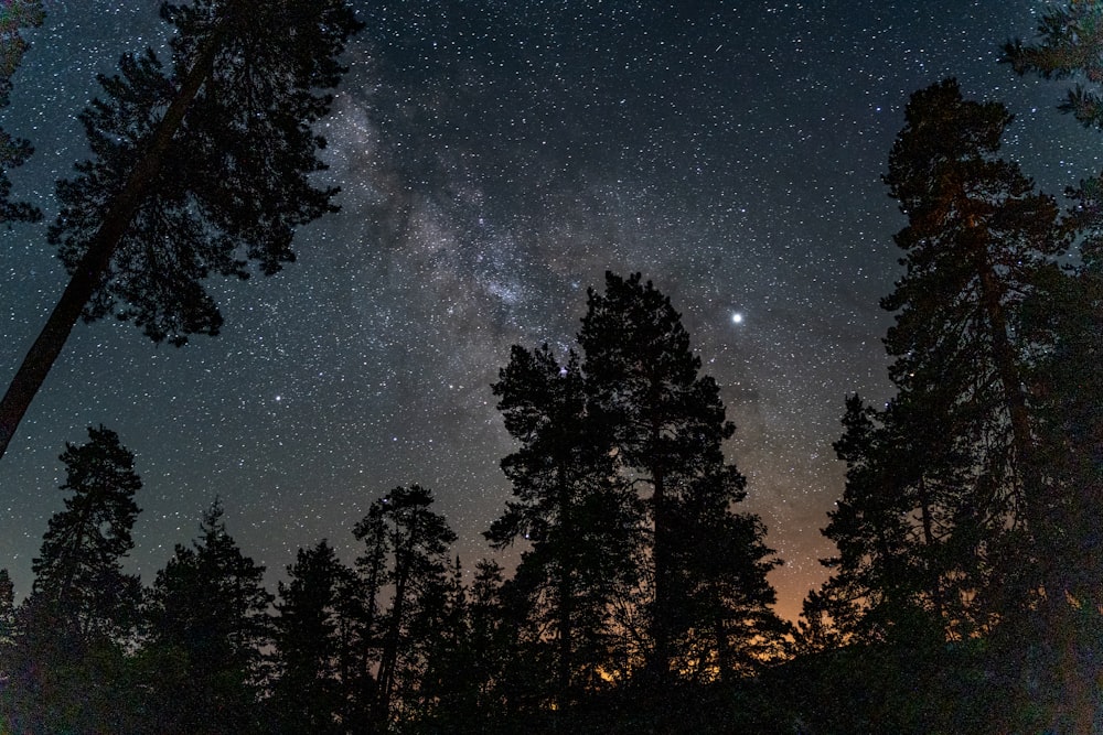silhouette of trees under starry sky