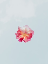flower representing a female provider