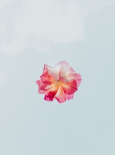 Red and white flower symbolizing individuality, biology, and personalized genetic testing for women