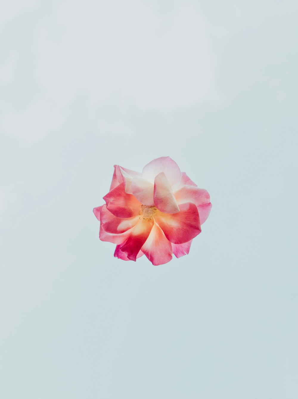 Fotografía de primer plano de flores de pétalos rojos y blancos