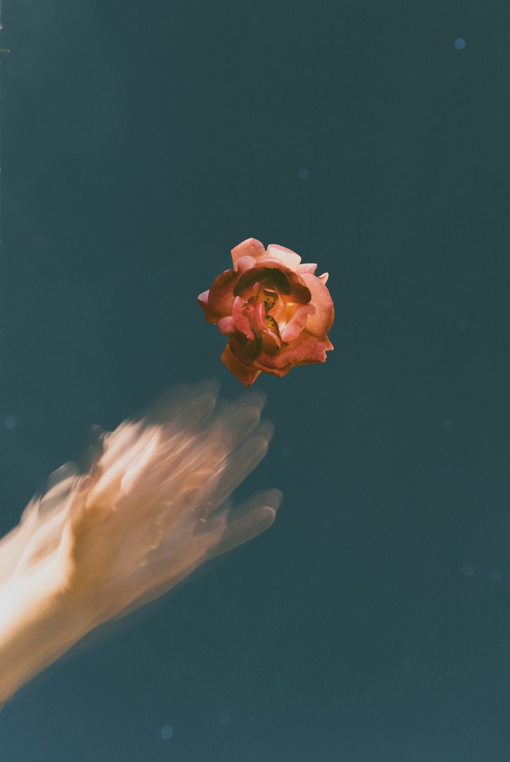 red flower on body of water with human hand reflection